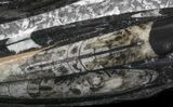 Polished Orthoceras (Cephalopod) Plate - #40519-1